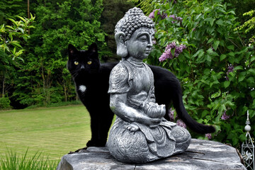 Die schwarze Katze mit weißem Brustfleck blickt neugierig hinter der Buddhastatue hervor