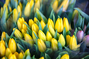 Świeże tulipany na targu kwiatowym - obrazy, fototapety, plakaty
