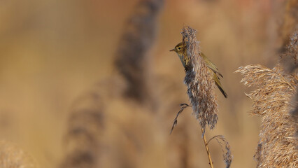 Este Mosquitero fue tomada en el Parque de la Vaguada de Las Llamas, Santander, Cantabria, España