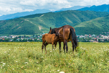 horse and foal