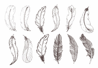 Hand drawn vintage feathers set. Vector illustration.