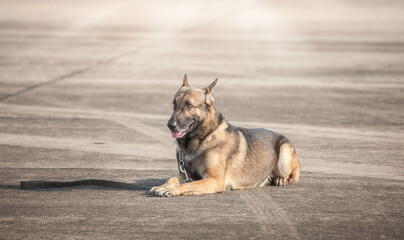 Soldiers from the  K-9 unit demonstrations to attack the enemy , the green lawns. learn the human language. Dogs can follow orders well. German Shepherd dog stand.