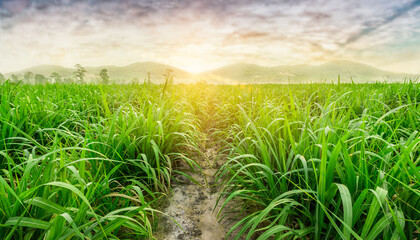Agriculture, Sugarcane field at sunset. sugarcane is a grass of poaceae family. it taste sweet and good for health. Sugar cane plant tree in countryside for food industry or renewable bioenergy power. - obrazy, fototapety, plakaty
