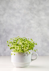 Microleaf sprouts in a white cup on a light background.