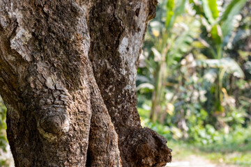 Obraz premium Aged tree trunk close up shot with copy space