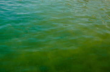 Abstract sea background smooth waves of green water