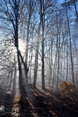 Mystische Stimmung im Wald mit Sonnenstrahlen und leichtem Nebel