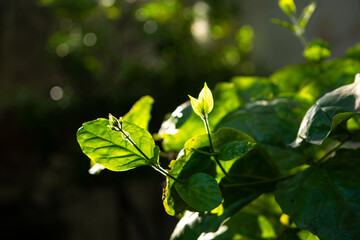 Fototapeta na wymiar Green Leaves in a Garden