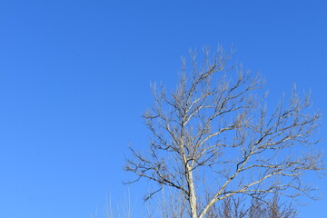 Sycamore Tree Under a Blue Sky