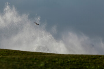 Fototapeta premium Stormy sea coast