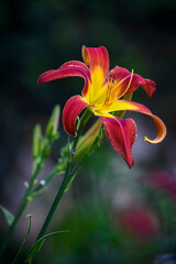 A Day Lilly Flower in a garden