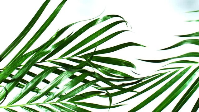 Palm Leaves Motion by Natural Wind Isolated on White Background. Super Slow Motion Filmed on High Speed Cinema Camera at 1000 fps.