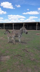 zebra in the reserve