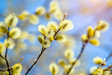 Blossoming willow in the early spring on a background of blue sky
