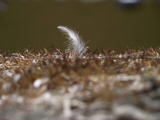 out of focus, fledgling feather