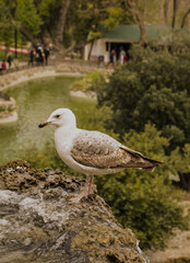 The beautiful seagull in water pool to drink water