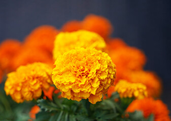 Close up of a field of marigold flowers.
