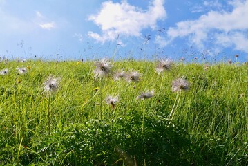 Meadow with wilted alpine anemones in Alpstein massif. St. Gallen, Switzerland.