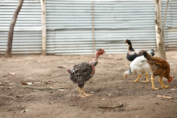 Roosters and hens in a microfarm yard
