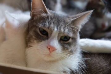 猫