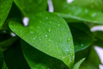 Drops of water on green leaf of a Golden Pothos plant (otherwise known as Epipremnum aureum, selective focus