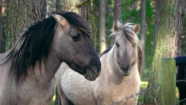 Two gray horses with a black mane are standing sideways to the camera, one horse is out of focus, the face is close-up, the concept of breeding domestic animals, breeding horses for racing
