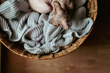 A bald cat lies in a wicker basket on a cozy home blanket. Top view, the concept of comfort, family, home life, love for animals.