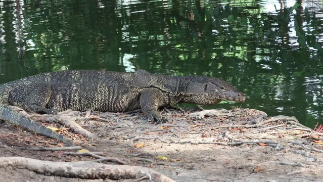 An Asian water monitor lizard was sunning on the watercourse bank, sticking its tongues out and looking around for something before crawling down into the water and swimming away.