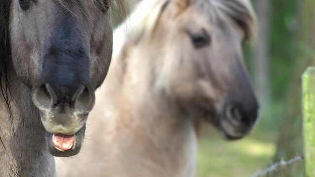 Two gray horses with a black mane are standing sideways to the camera, one horse is out of focus, the face is close-up, the concept of breeding domestic animals, breeding horses for racing