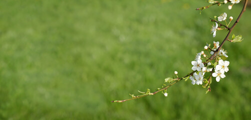 branch of a flowering fruit tree against the background of a blurred silhouette of a green lawn. first flowers in the spring garden