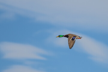 mallard drake duck in flight