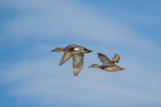pair of gadwall ducks in flight