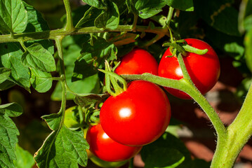 Tomaten Tomato