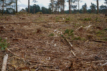 Aftermath of logging in a forest   