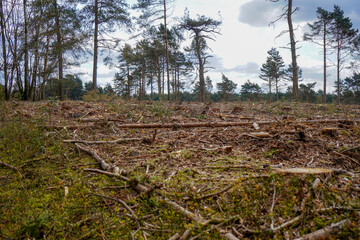 Aftermath of logging in a forest   