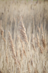 Fototapeta premium wild grass