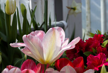 pink and white tulip