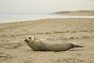 Ein Robbe liegt im Sandstrand an der Nordsee