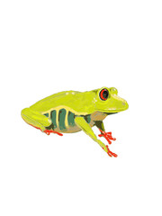Grüner Frosch mit roten Augen