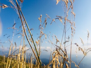 Ukraine. Reed on the mountains 