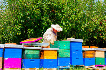 Apiarist, beekeeper is working in apiary, row of beehives, bee farm