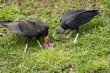 Turkey vulture (Cathartes aura) and
Black Vulture (Coragyps atratus) share their food peacefully. Manaus - Amazon, Brazil.