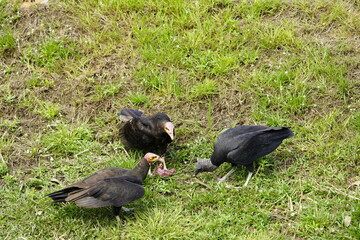 Turkey vulture (Cathartes aura) and
Black Vulture (Coragyps atratus) share their food peacefully. Manaus - Amazon, Brazil.
