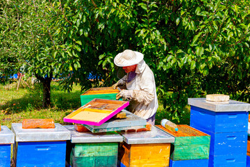 Apiarist, beekeeper is working in apiary, row of beehives, bee farm
