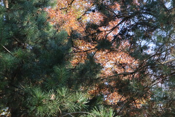 moss covered pine needles