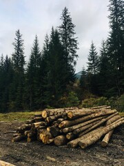 stack of logs