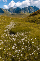 Alpine landscape in the Greina plateau, the Lord of the Rings style. In the foreground is a grassy expanse with a strip of Cotton Grass, Eriophorum angustifolium, guiding the eye to the mountains in