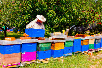 Apiarist, beekeeper is checking bees on honeycomb wooden frame