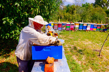 Apiarist, beekeeper is working in apiary, row of beehives, bee farm