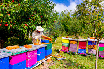 Apiarist, beekeeper is checking bees on honeycomb wooden frame